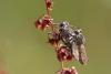 Tolmerus sp.